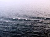 Dolphins jumping fliping in the ocean