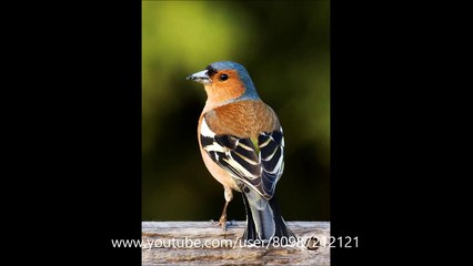 Пение певчих птиц: ЗЯБЛИК:)