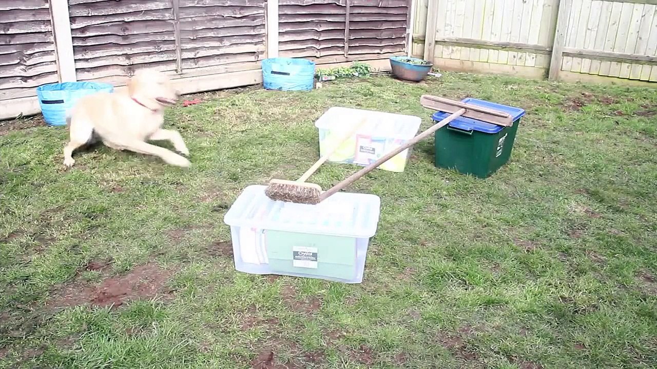 Daily Dog Routine/Care
