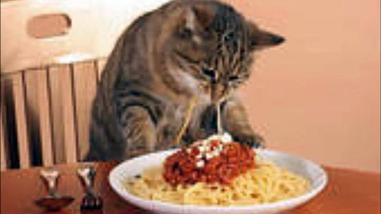 cats eating pasta