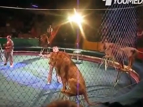 Rivolta di leoni al circo. Attimi di terrore e panico per gli spettatori!