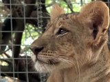 Moggy-dishu: How two Somali lions survived the war