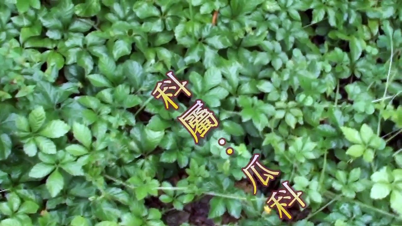 認識常見植物及民間常用青草藥  絞股藍   別名：七葉膽 五葉蔘 金絲五爪龍，，。