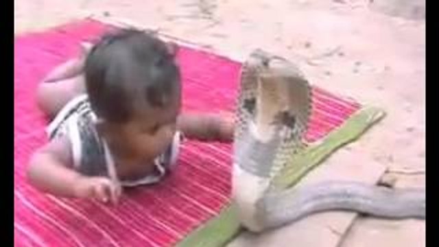 1 year old kid playing with COBRA. (Snake Attack. King Cobra Attack)