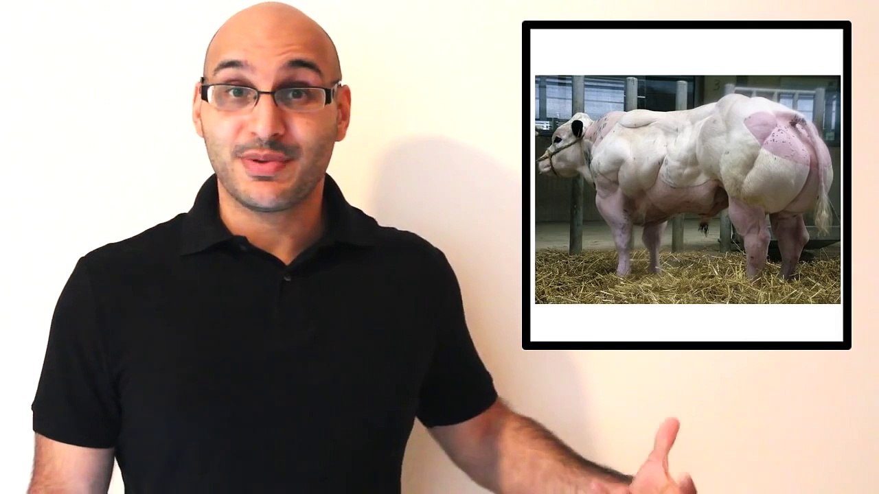 Bodybuilding Cow ! Do You Even Lift Bro?
