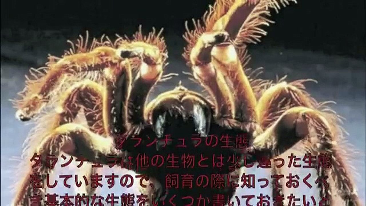 【グロ注意】世界最大のタランチュラ！全長３０cm蜘蛛捕獲成功！