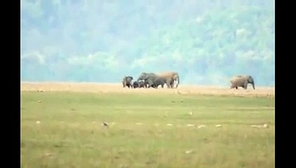 Elephants reproduction    3 Animal funny