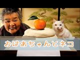 【ネコの感動する話】おばあちゃんとネコ【1分涙腺崩壊】