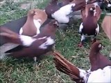 Bulgar Güvercin Videoları - Güvercin TV