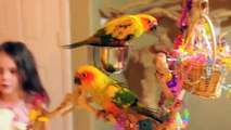 Sun Conures and Goffin Playing Before Bed