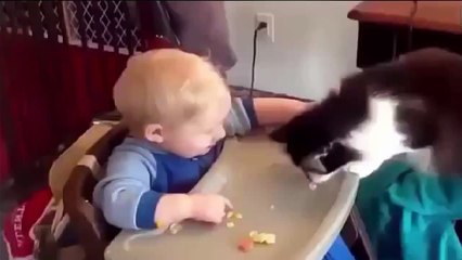 Funny Animal and Funny Baby Compilation   Funny Finny Videos Action Baby Complication