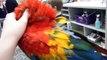 Petting a Scarlet Macaw at Pet Land