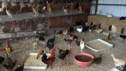 تربية الدجاج