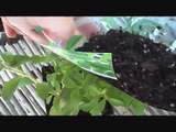 Growing Stevia - How to take Stevia cuttings