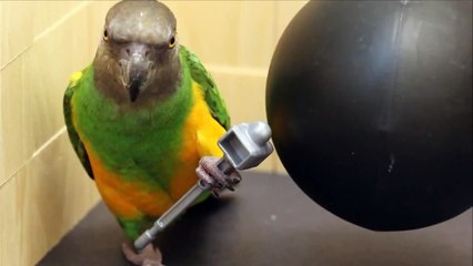 Kili Cyrus Wrecking Ball Parroty