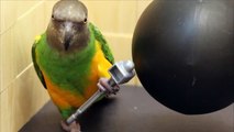 Kili Cyrus Wrecking Ball Parroty