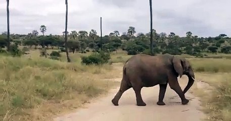 BABY ELEPHANT HUSTLES TO PLAY CATCH UP!
