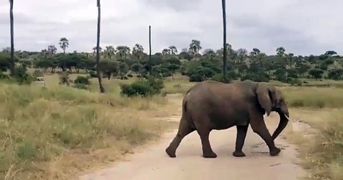 BABY ELEPHANT HUSTLES TO PLAY CATCH UP!