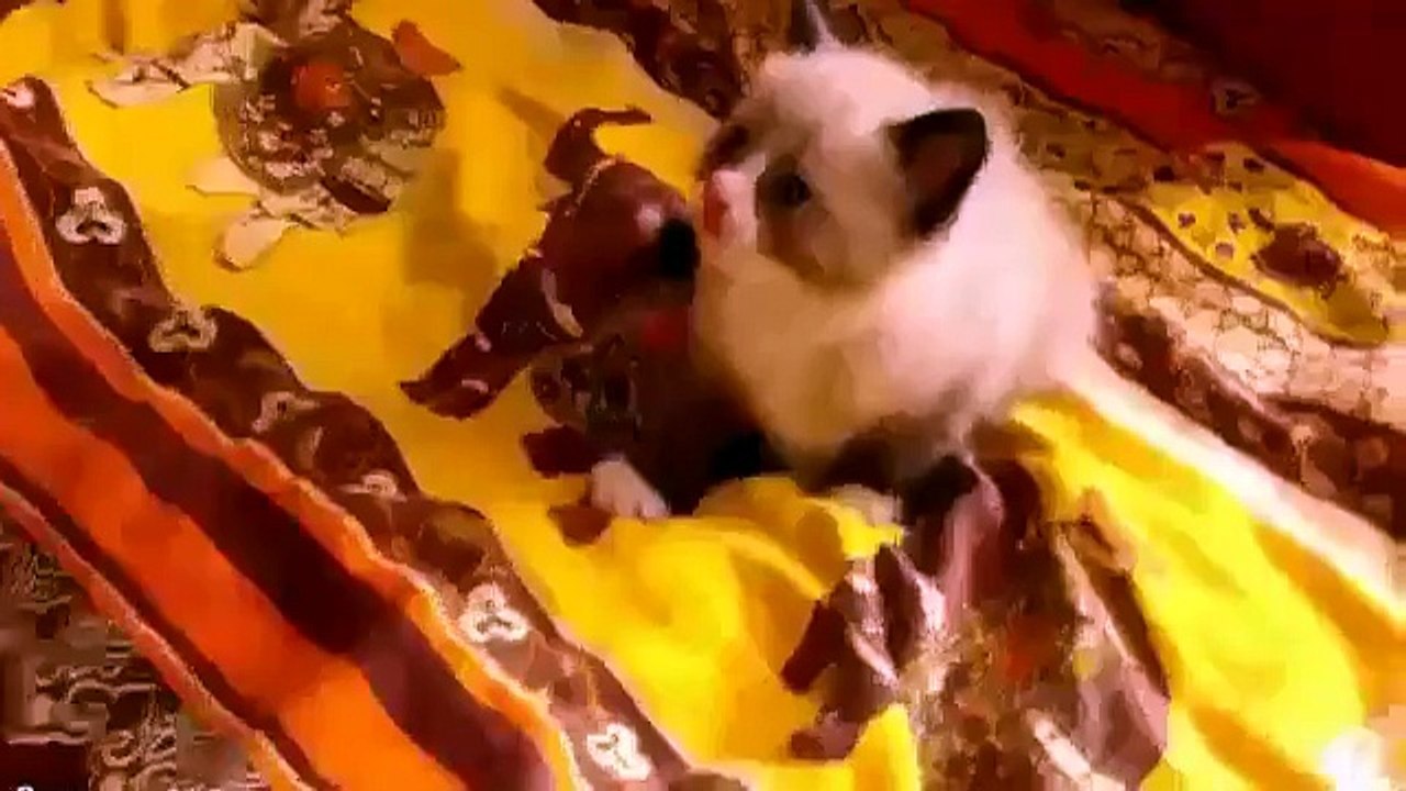 BABY KITTEN FRIGHTEND OF VACUUM