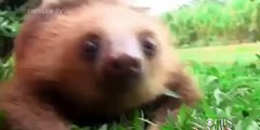 BABY SLOTH TALKS WHILE EXPLORING TOO CUTE