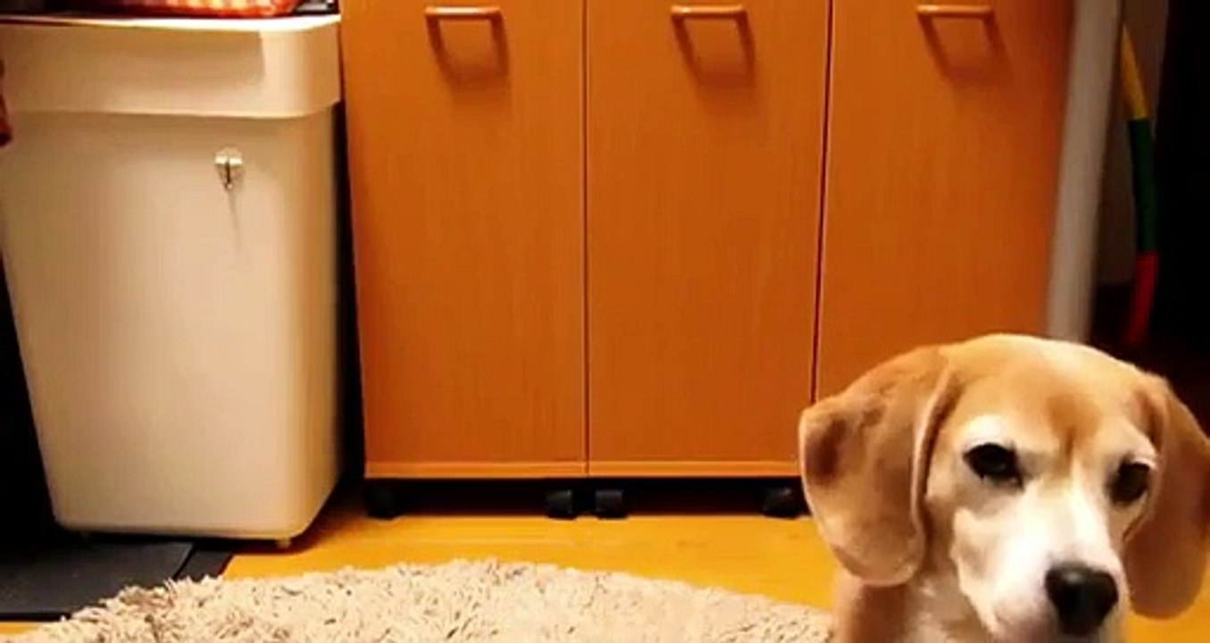 BEAGLE LEARNS TO CATCH