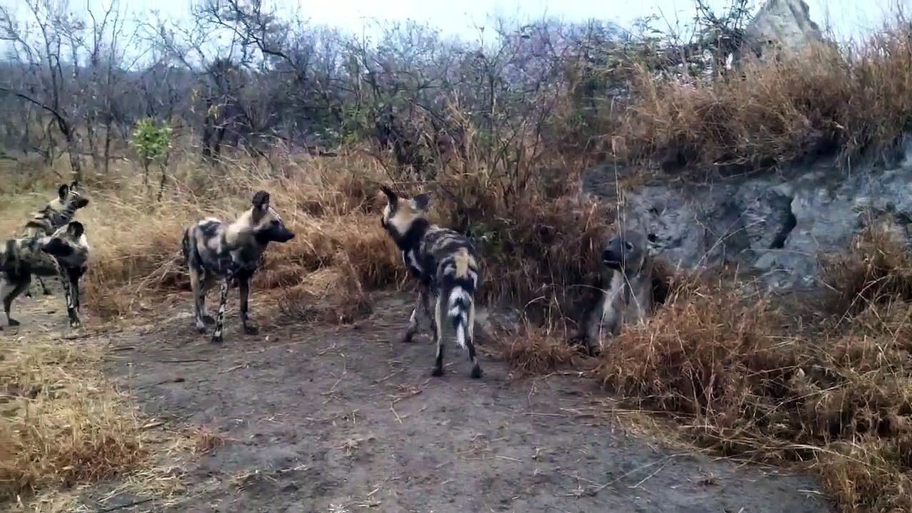 Wild Dogs vs Hyena