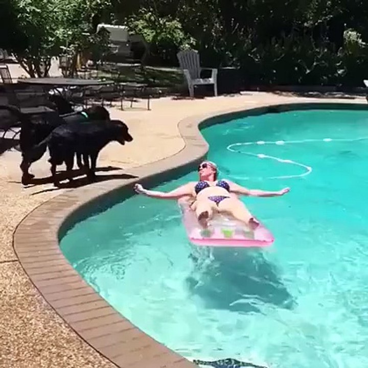 Attaque de chien/requin