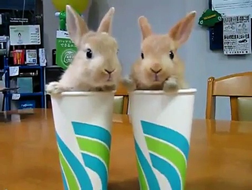2 BUNNIES 2 CUPS 2X'S THE CUTE