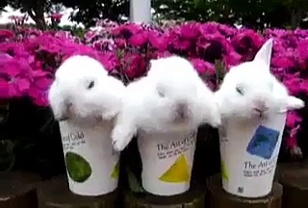 3 BABY BUNNIES IN 3 LITTLE CUPS