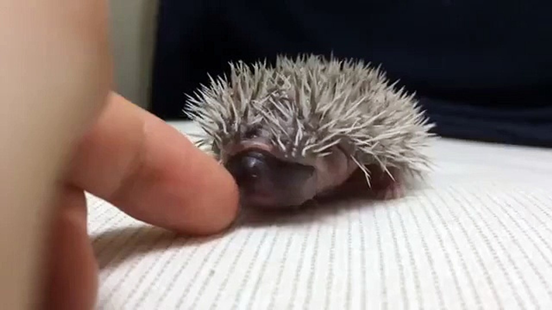 ⁣A BABY HEDGEHOG TOO CUTE
