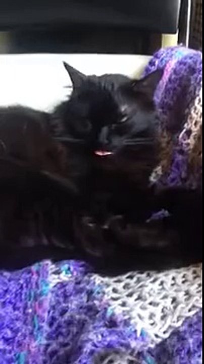 A CAT THAT LIKES TO WIGGLE HIS TONGUE