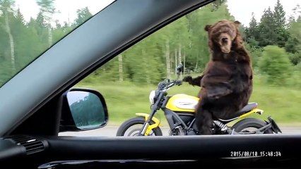 【 ​熊本熊輸了  戰鬥民族的熊霸氣騎機車 】