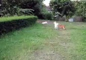A FAILED DOG JUMP