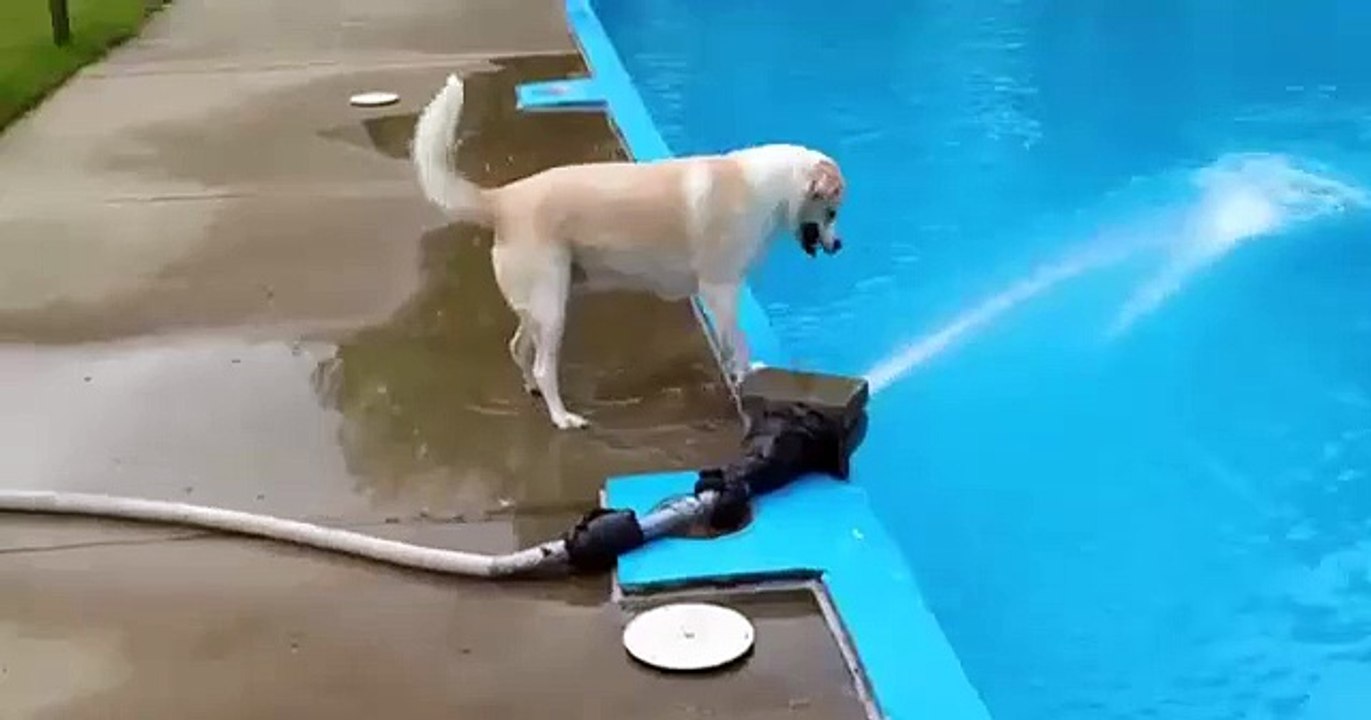 DOG +POOL + FAILED
