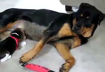 BEAGLE PUPPY TAKES ON ROTTWEILER