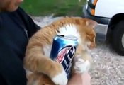 BEER DRINKING CAT AT LEAST HE KEEPS IT LITE