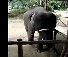 BEST DANCING BABY ELEPHANT WHO LOVES TO SHAKE IT