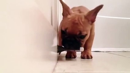 BULL DOG BEING A CUTE BULL DOG