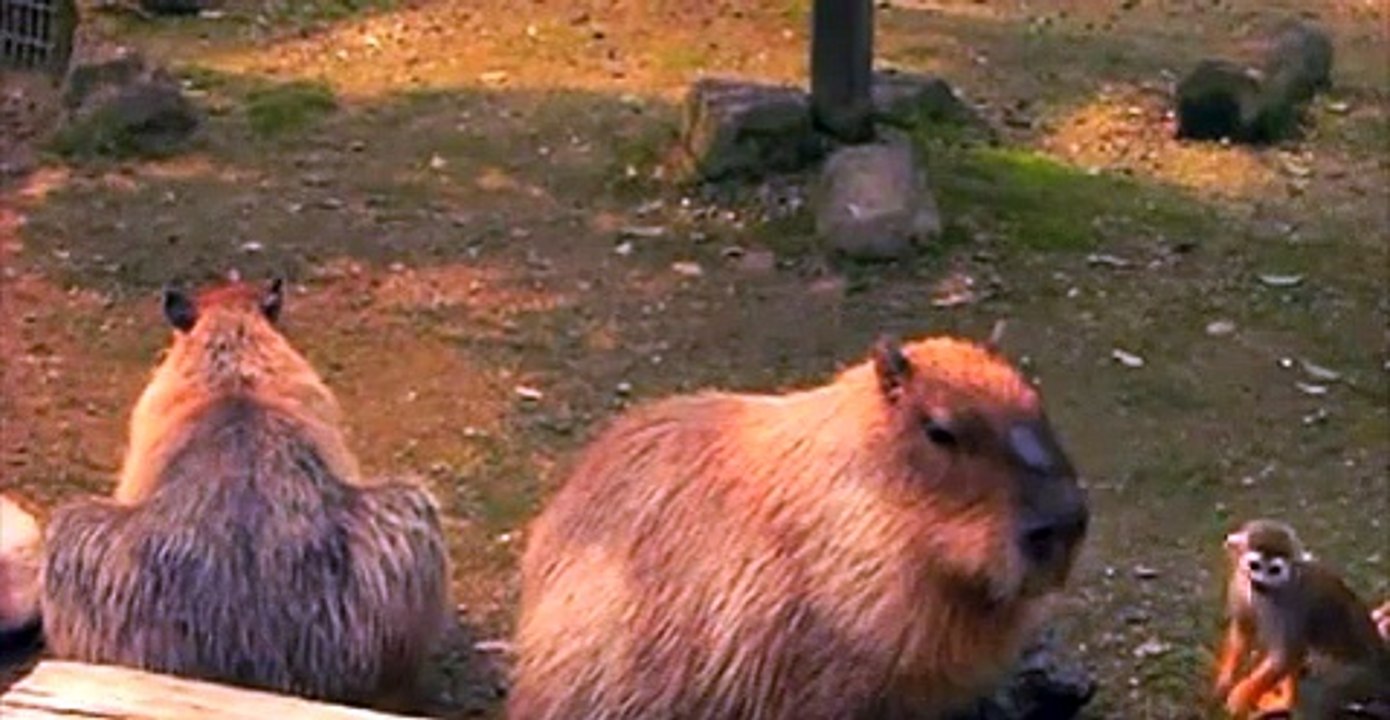 CAPYBARA GETS PUNCHED BY A MONKEY