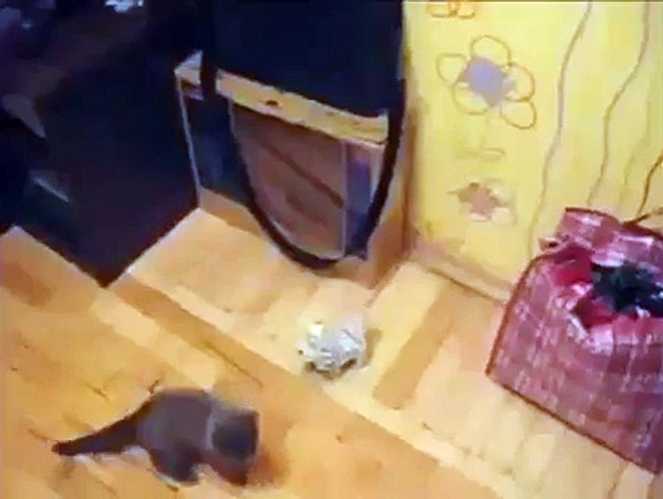 CAT ATTACK SOMEONES HAVING A RUFF DAY