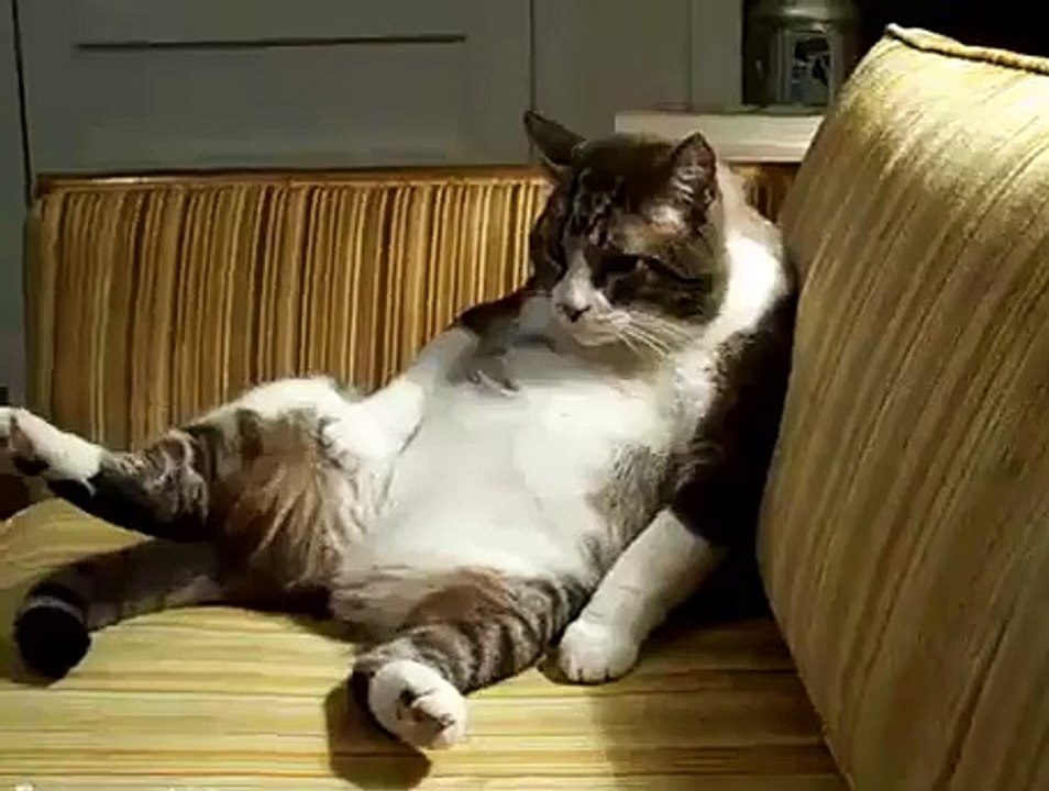 CAT BOREDOM
