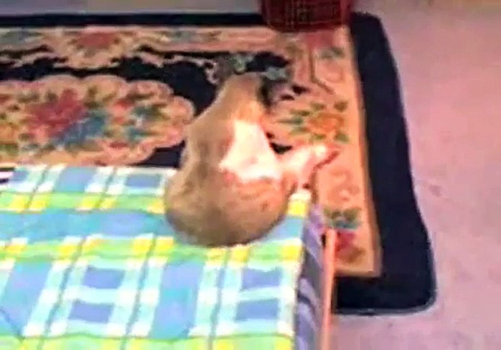 CAT CHILLIN ON BED