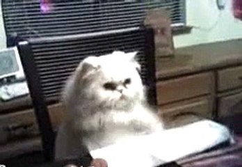 CAT DRUMMING HE S MAKING HIS OWN MUSIC