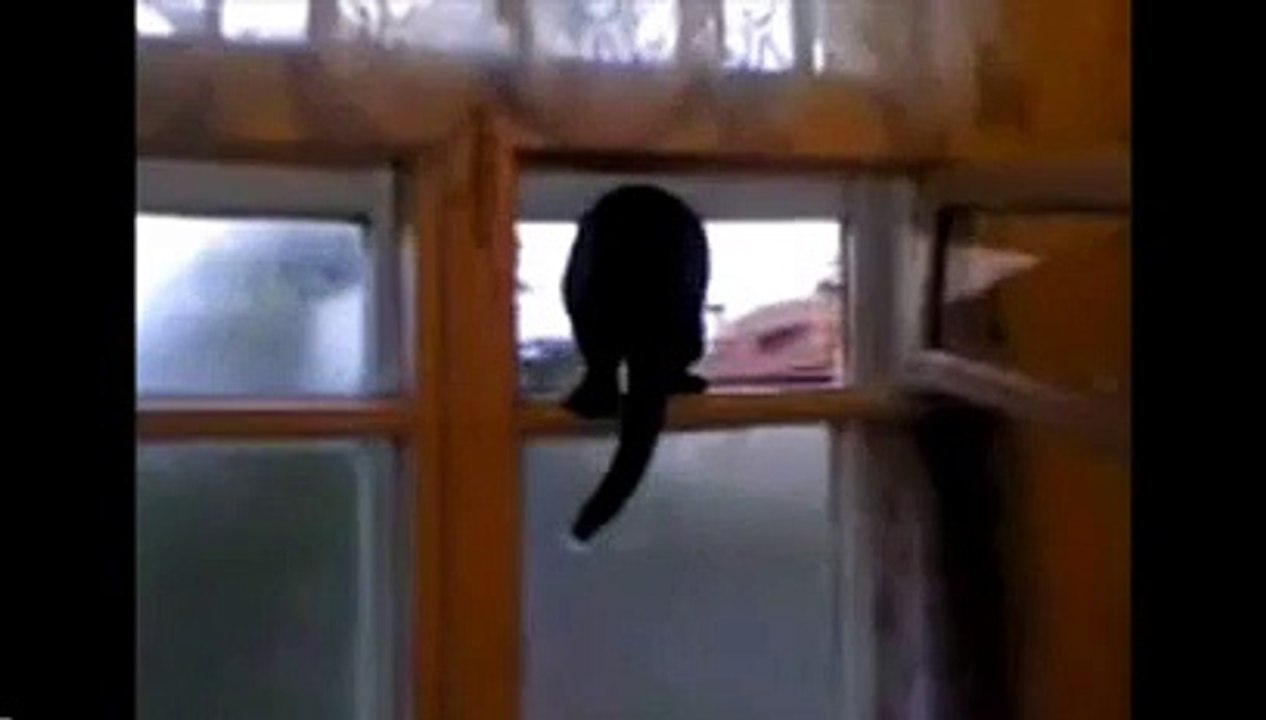 CAT IS DOG