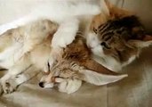 CAT THINKS THIS FOX NEEDS A BATH
