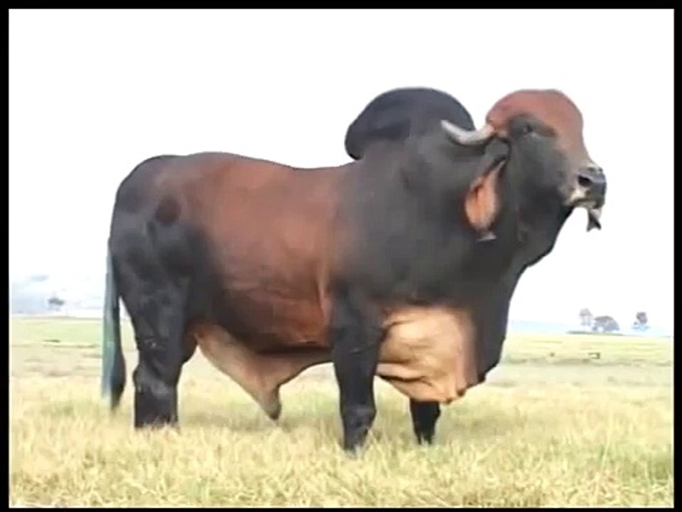 MUTANT!! CRAZY STRANGE ANIMAL HYBRID ✔