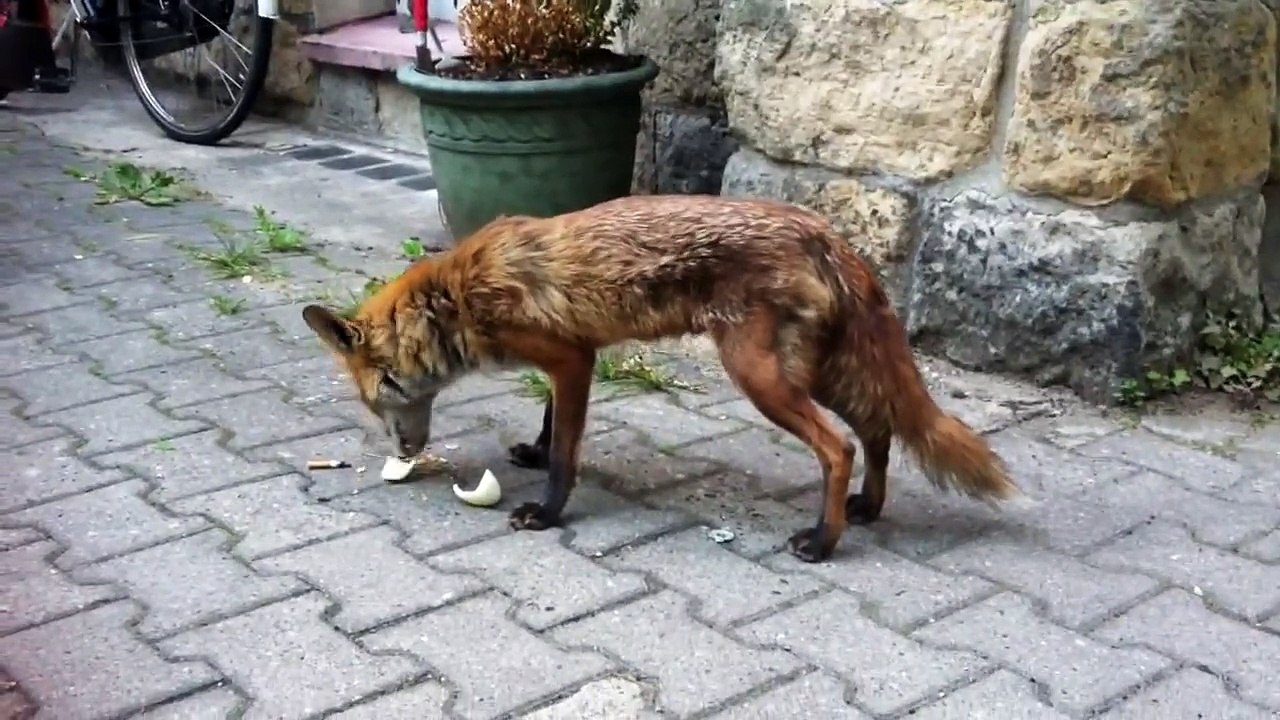 fuchs in Berlin