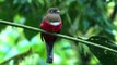 Birds of Ecuador Birding Adventures TV Tropical Birding