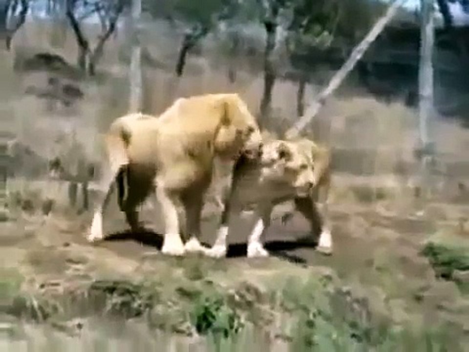 Animal Planet | Discovery Channel | Wild Life Documentary 2015 | National Geographic Wildl