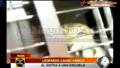 Leopardo causo panico al entrar a una escuela